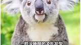 你们喜欢的圆滚滚的小可爱来了，国宝都是这样蠢萌的吗