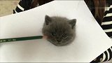 灵魂级画师画的猫简直太逼真了，居然还会动