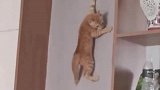 这是披着猫皮的壁虎吧？它竟然会飞檐走壁