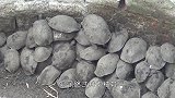废弃蓄水池发出动静，男子走近一看，连忙将其放生！