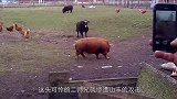暴脾气的羊怼沙袋，沙袋反弹了回来，羊：我还制不了你了