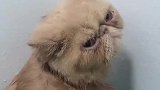 猫：我在泡澡呢，铲屎官你快出去！