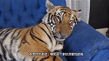 老虎正在熟睡，主人准备吓唬一下，虎：我有第六感，别想偷袭！