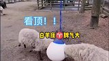 这两羊和球打起来了，好傻啊