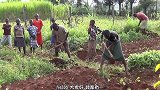 为啥非洲人不种地？今天终于找到原因了，看完后涨知识了