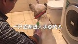 给拉布拉多洗澡太好玩了！从生无可恋到极度享受，表现非常棒