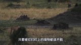 狮子爬在洞口捕食，差点被里面的东西拽进去，镜头拍下全过程！