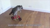 顽皮的小浣熊，不慎被井盖卡住，可怜的小表情真搞笑