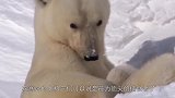 北极熊捕猎海豹，看上去笨重的身体却十分灵活：我可是很厉害的
