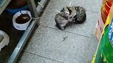 小猫：你别怕，我会保护你的！