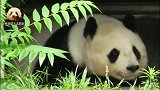 蝉鸣的夏季，熊猫旦旦趴在阴凉处歇够了，一扭一扭地走回屋