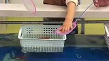 小鱼差点进肚子里
