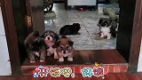 6只虎头虎脑的小奶狗，每天一睡醒就找小伙讨吃的，太可爱了