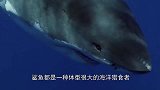 世界上最小的鲨鱼，不仅会发光，还能杀死鲸鱼！
