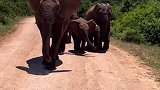 遇到正在过路的大象一家