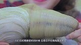 象拔蚌原来是这样挖出来的，难怪那么贵，真不愧是高级海鲜