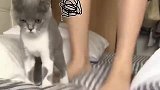 小奶猫在被窝里睡觉被广东主人吵醒，反应超萌