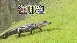 鳄鱼竟然上岸捕食，没想到鳄鱼在陆地也跑那么快