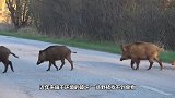 野猪闯入黄牛地盘撒野，双方对视许久，下一秒忍住别笑
