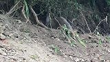 套住野猪的嘴后，野猪基本上无法逃脱了
