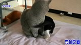 胖公猫把新来的小奶猫当玩具，紧抱着不愿松手，被小猫咪嫌弃了