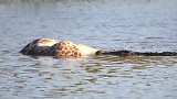 长颈鹿淹死在水坑，鳄鱼白捡大餐了