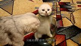 主人到处找不到猫，忽然听到一阵猫叫声，看清后笑喷了