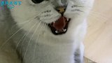 猫咪团子一家都是暴脾气，一个比一个彪悍，可怜的小猫没人疼