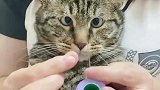 主人在猫咪眼前穿针引线，猫咪直接变成了斗鸡眼