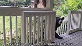 黑熊的妈妈带着两个熊孩子过来了，还把围栏上的石头拿走
