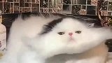 天！这一团是什么？毛毛里长了一张猫脸吗？