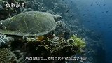 交配时间最长的动物,需要整整21天，这样的方式太新奇了