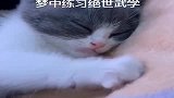 橘猫：别打扰我，我正在梦中修炼绝世武功！
