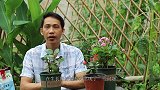 生长期的长寿花，两招下去，快速变成长寿树