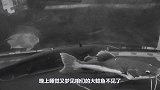 答应粉丝斥巨资买亚洲鲤鱼，真是百闻不如一见，一年养成猪这么大