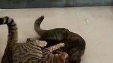 猫咪少林功，推茬上春晚