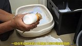 主人喂小乳猫喝奶，蠢萌蠢萌的样子，太可爱了