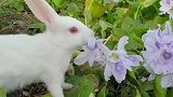 小白兔正啃着野花，没想鲤鱼还想来个亲密接触，画面简直太温馨