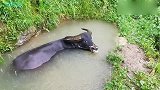 牛：安逸，泡在水里真舒服