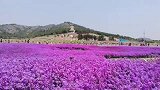 济南平阴一大片紫色花海，考考大家知道这是什么花吗？