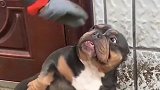 恶霸犬小时候原来这么可爱，而且还怂的一批