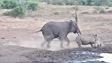 大象被水牛攻击后，憋着一肚子气，对着水牛幼崽一顿猛顶！