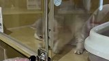 猫猫还差一秒钟就饿死，幸好饭送的及时