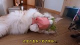 喵星吃猫草都这么生猛么