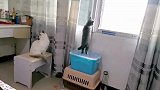 在家一个月，猫咪都快呆不住了，趴在窗台一个小时，就为了看天