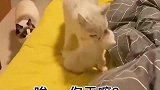 狸花猫我今天想罢工，你帮我带一下孩子吧