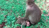 猴子母子俩开始斗智斗勇，横孩子会赢啊