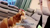 这是什么东西呀 看着真吓人