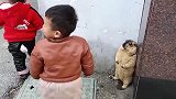 土拨鼠被人类幼崽逼入墙角，瞬间“吓尿了”，鼠你不要过来呀！