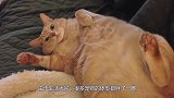 猫咪觉得自己太胖了，疯狂做仰卧起坐，猫咪：燃烧我的卡路里！